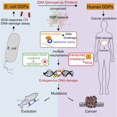 Macromolecule Blotting of DNA 
and RNA in Human Bodies