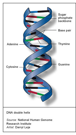 Polymerase Chain Reaction
between Nucleic acids in PCR 
Laboratories