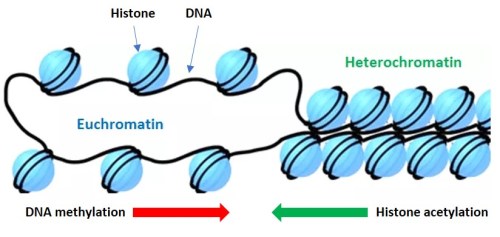 The Nature and Inheritance of Epigenetic Marks