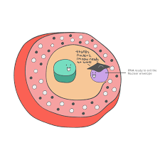 Cellular Organelles and Structure