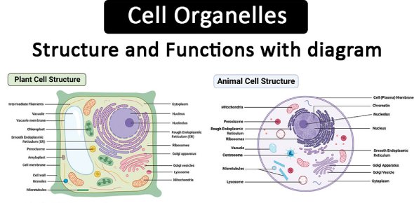 Different Cell Organelles and their Functions