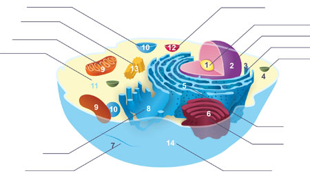 Protein Synthesis is a Specialized Cell Structure and Function