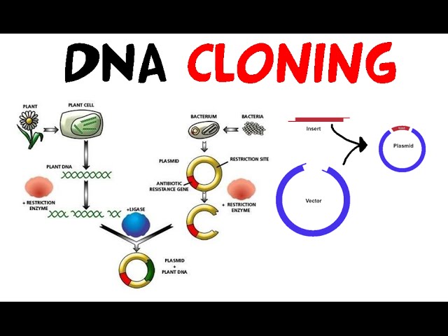 Fundamentals of Genetic Engineering and Cloning Genes
