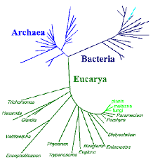 Importance Of Molecular Phylogeny In Molecular Biology