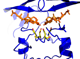 Development of Protease-Resistant 
Prion Protein in Cell-Free Systems