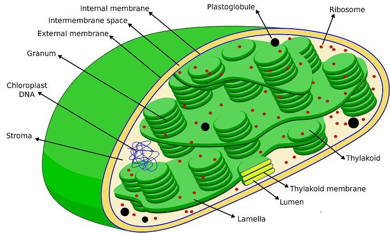 Chloroplast DNA: A Promising Source of Information for Plant Phylogeny and Traceability
