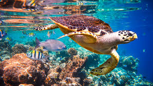 Habitat of Sea Turtles