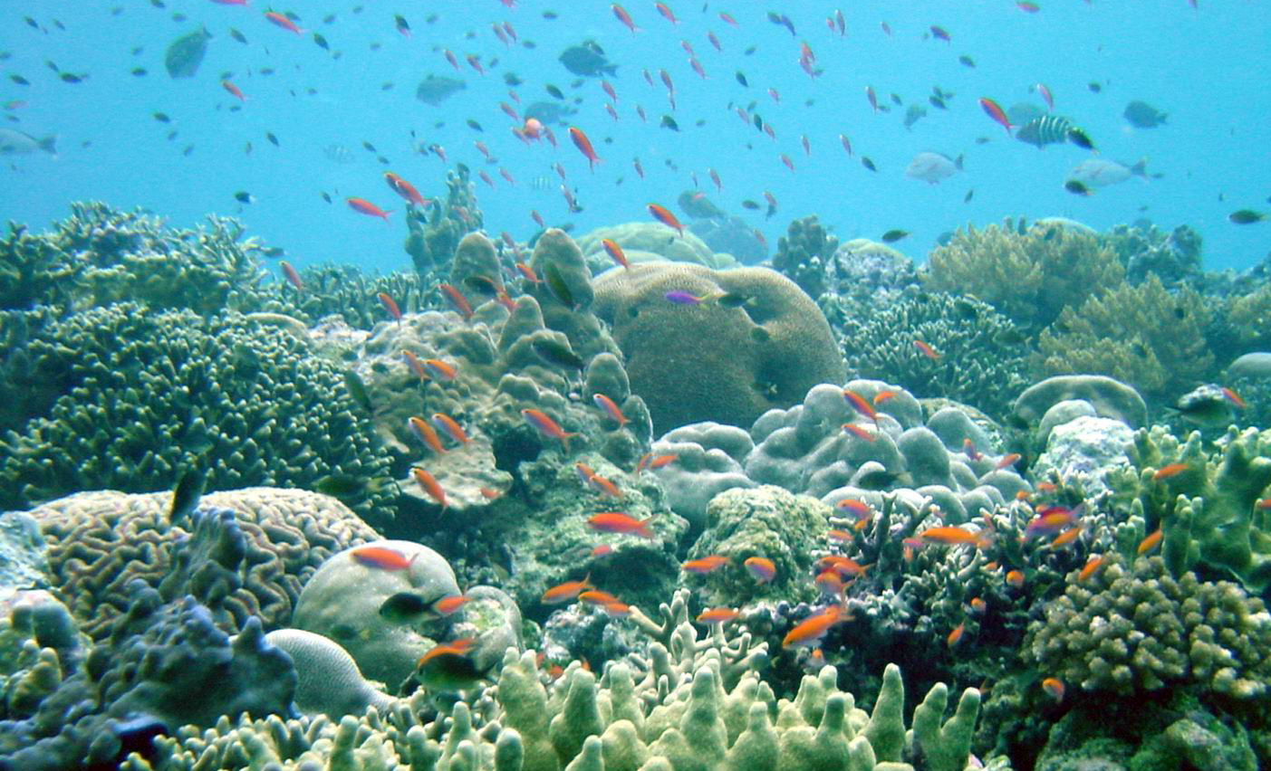 Invasive Species of Coral