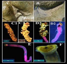 A Report of Uncommon Sabellariid Polychaete Worm to Tropical Island Environment of Andaman Archipelago, Andaman Sea