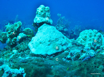 Are Some Photosymbiotic Bioeroding Sponges More Bleaching-Tolerant than Hard Corals?