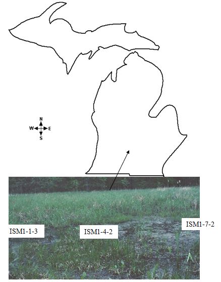 A Preliminary Assessment of the Spatial Distribution and Diversity of Microbial Assemblages within an Inland Salt Marsh in South-eastern Michigan, USA
