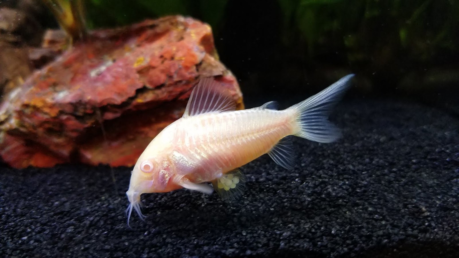 The Reversal of Self-Poisoning in Bronze and Albino Corydoras