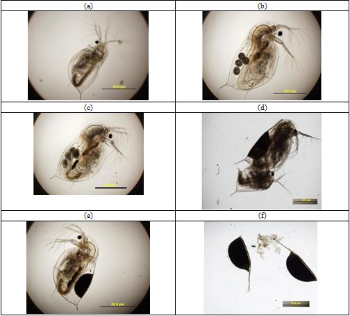 Enhancing and Shifting the Reproduction Mode in Daphnia Carinata (king, 1853) Fed on Different Types of Powdered Food
