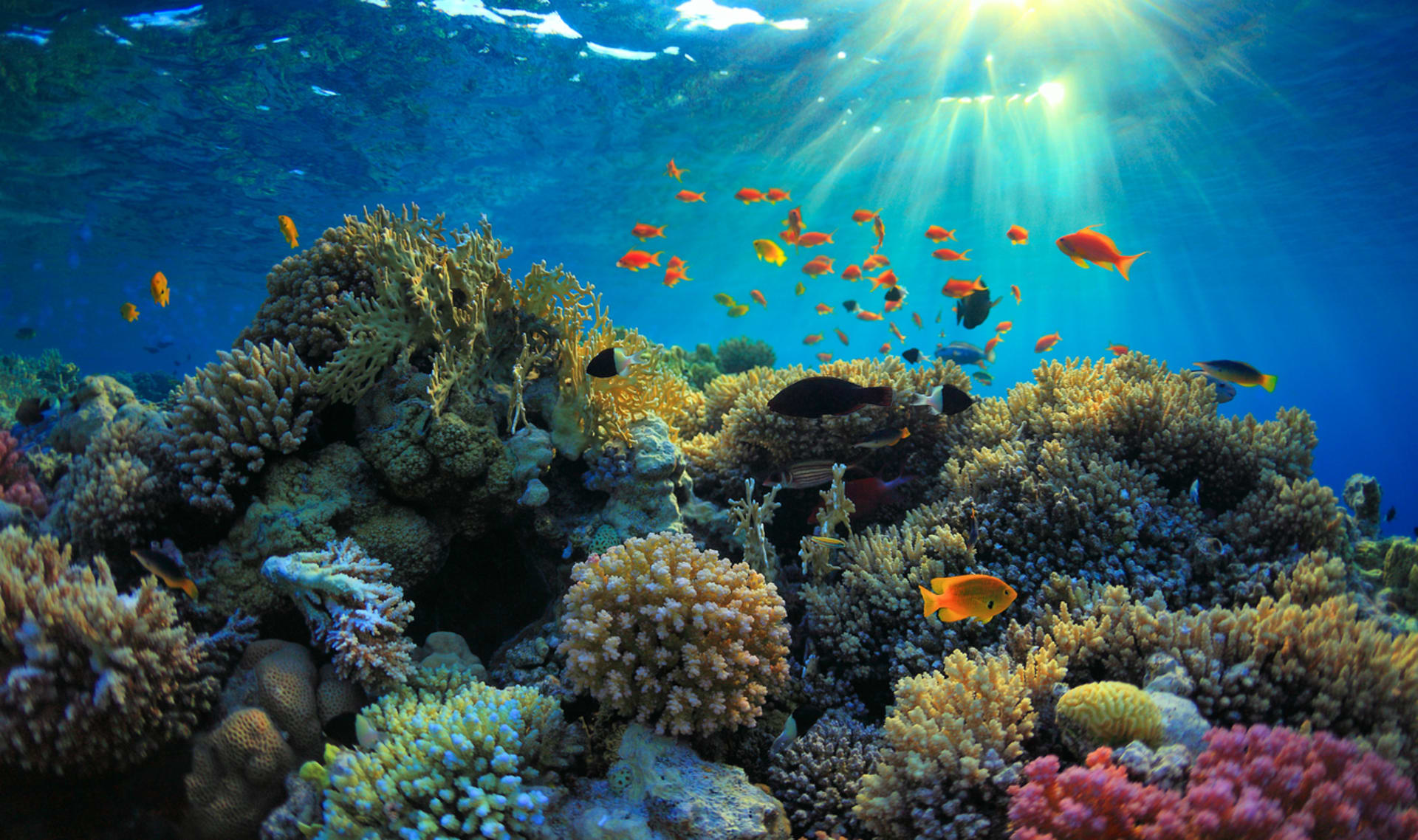 Overview of Coral Reefs