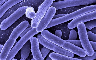 Anti-Tuberculosis Activity Present in a Unique Marine Bacteria Collection from Portuguese Deep Sea Hydrothermal Vents