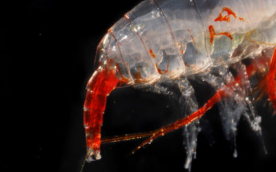 Ecology and Distribution of Copepods from the Salt Pan Ecosystems of Mumbai, West Coast of India