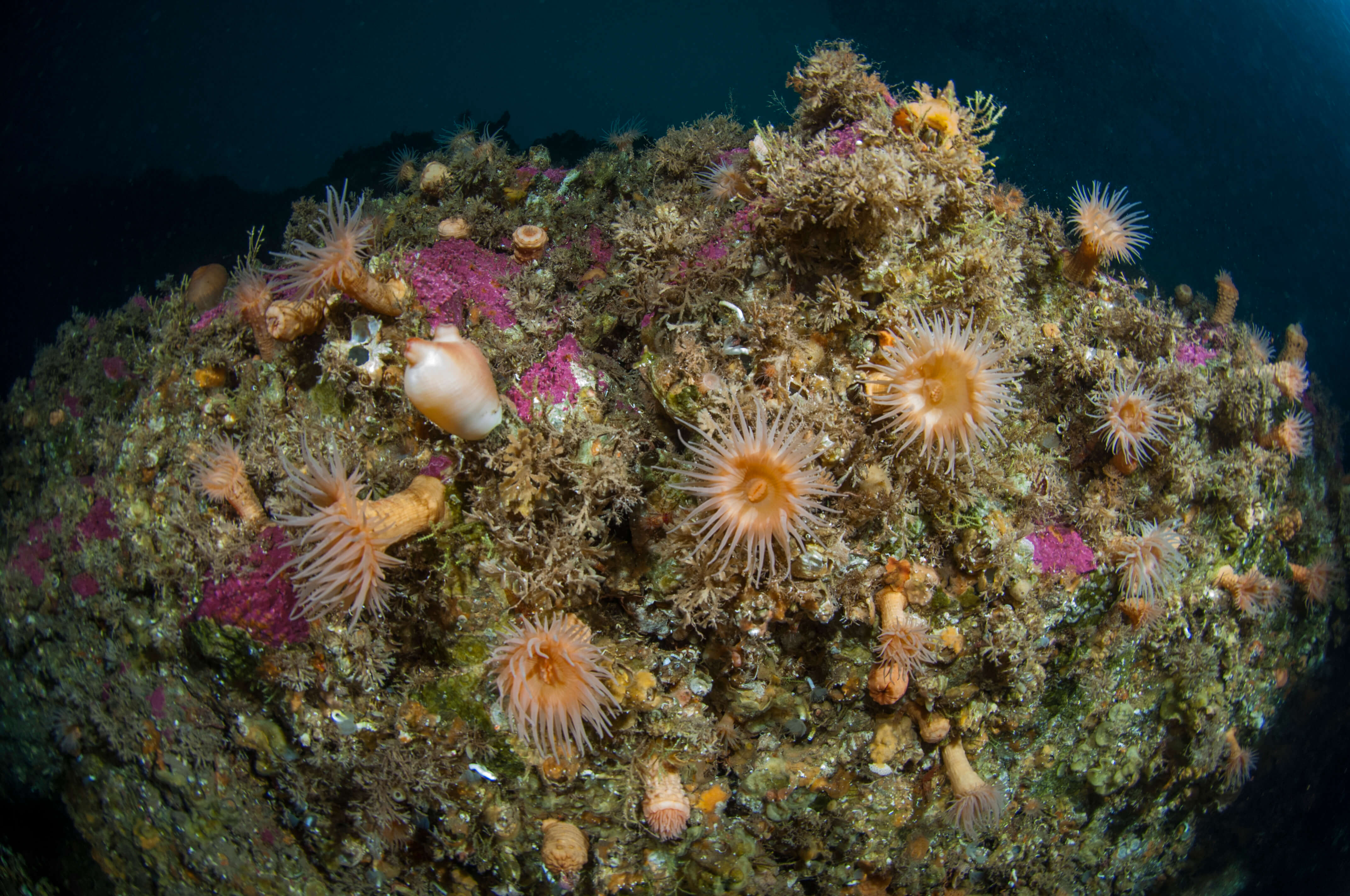 Overview of Benthic Organisms