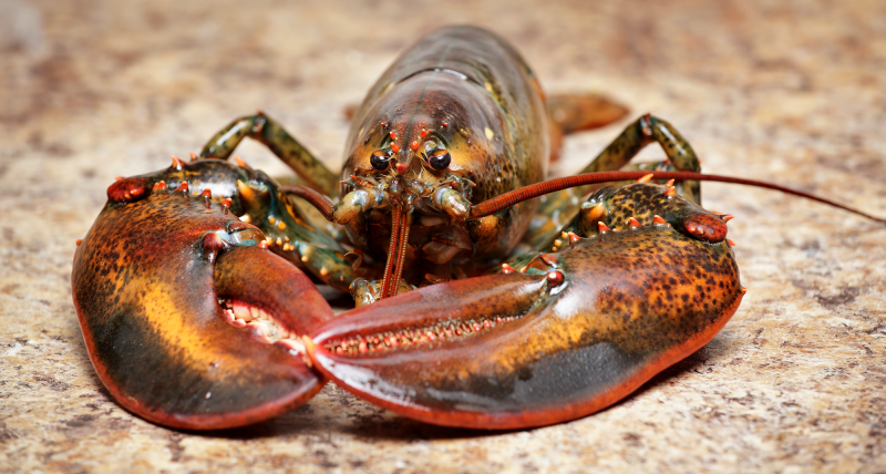 Response of Lobsters to Climate Change