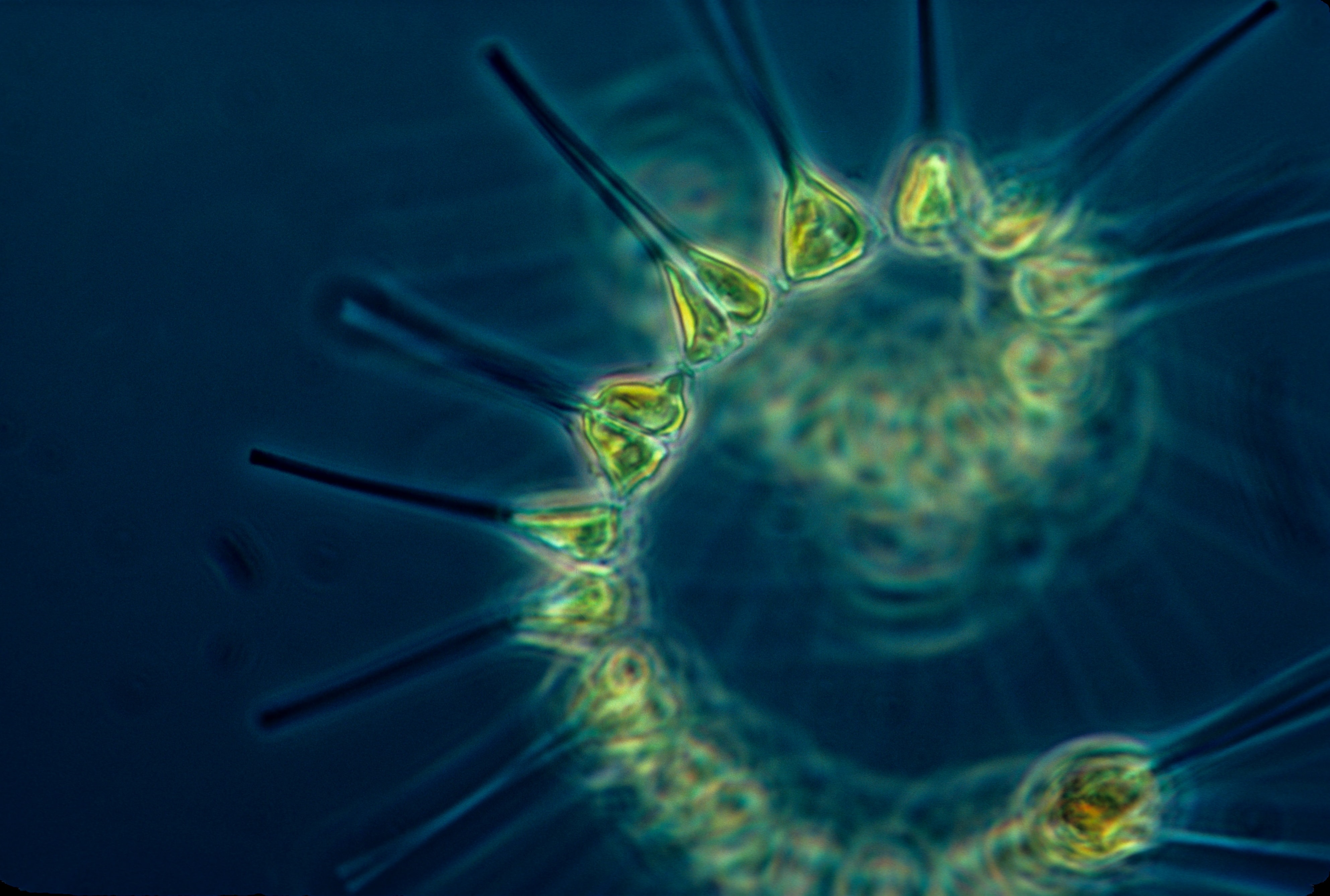 Response of Phytoplankton to Marine Climate Change