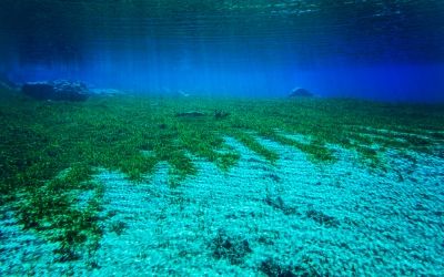 A Report on the Micro-Phytoplankton Size Range,
Biovolume, Biomass and Geometric Shape in the Post �Aila� (Severe Cyclone) Waters of Estuarine Sundarban-Bay of Bengal, India
