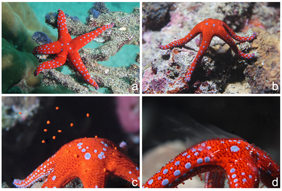 First Report of Synchronized Spawning in the Starfish Fromia ghardaqana