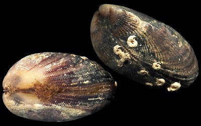Mytilus galloprovincialis; Reproduction Activity and Mantle Structure in a Zone Located in the Northwest of the Atlantic Ocean (Imessouane, Morocco)