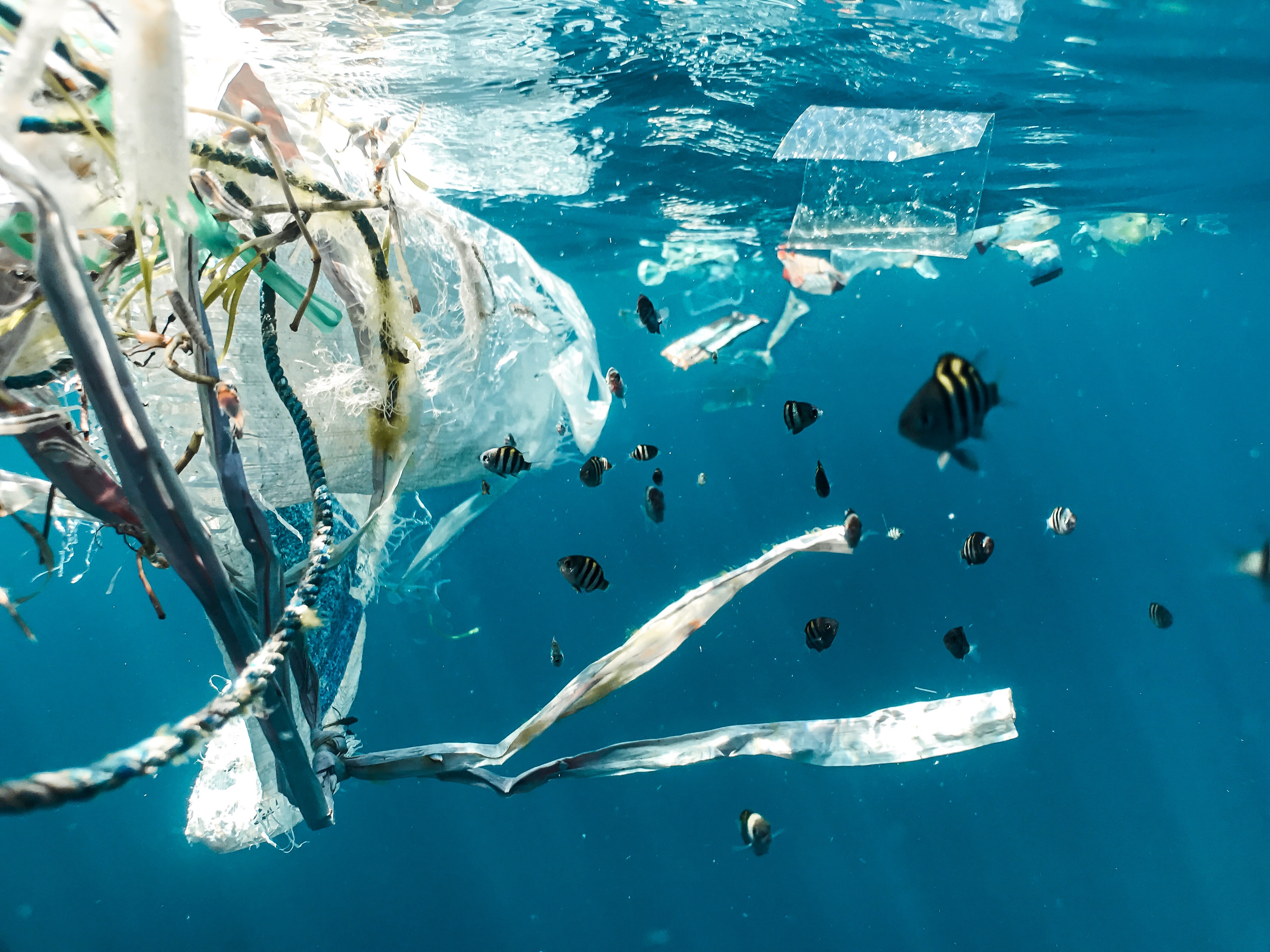 Plastic Waste in the Cold Marine Environment