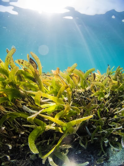 Bioactive Compounds from Seaweed could Be Used in Skincare