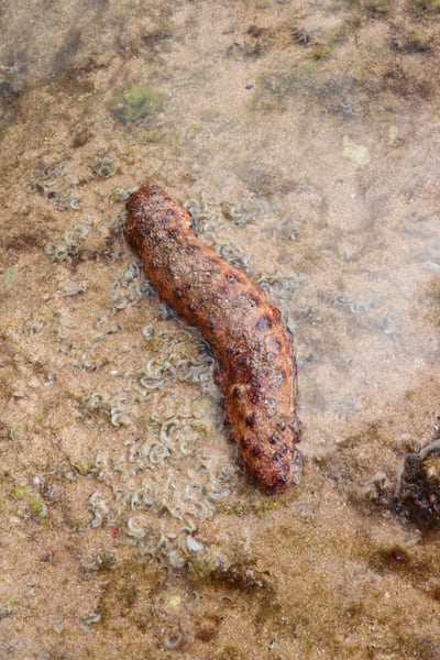 Natural Products Isolated from Sea Cucumber have Anticancer Properties