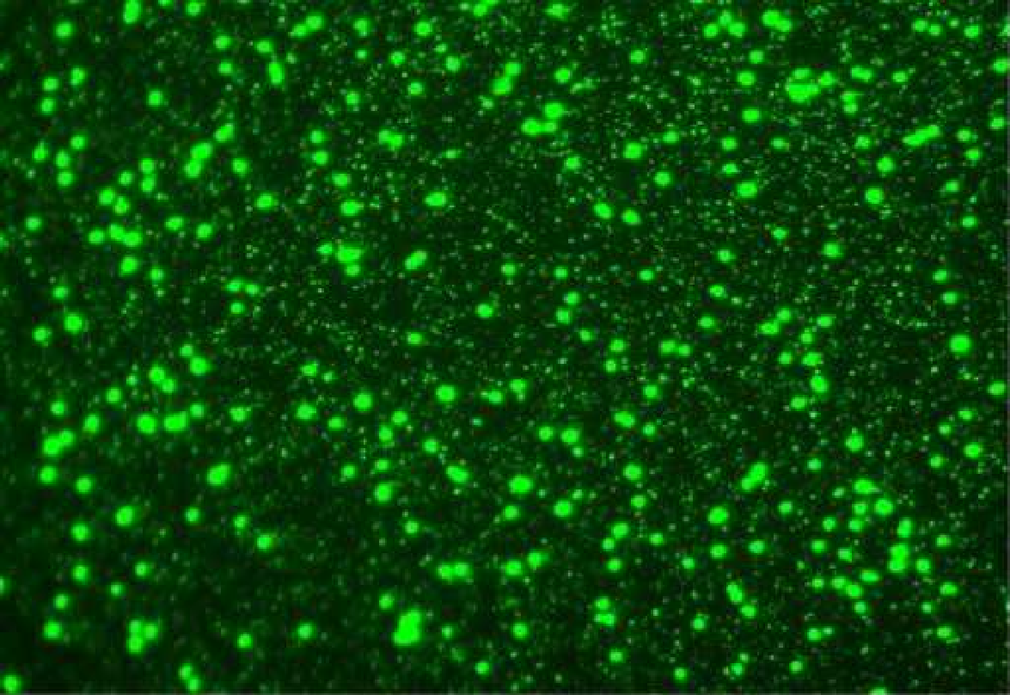 Bacterioplankton during a Phaeocystis Globosa Bloom in Beibu Gulf