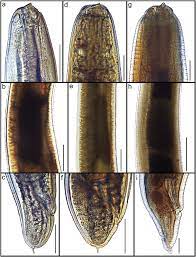 Inactivation of Anisakis Larva Quality Evaluation Treated With Pulsed Power