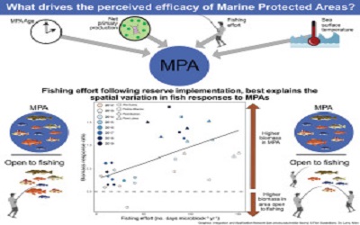 Effort Regulates Positive of Take Marine Protected Areas