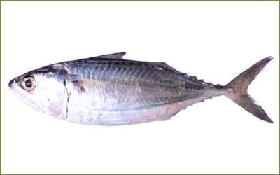 Population Dynamics of Bigeye Scad, Selar crumenophthalmus in Bangaa Faru, Maldives