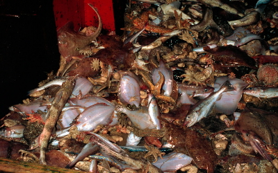 Fishery Resources in the Trawl Bycatches of Cuddalore and Parangipettai, Southeast Coast
of India