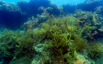 Does Morphology of Host Marine Macroalgae Drive the Ecological Structure of Epiphytic Meiofauna?