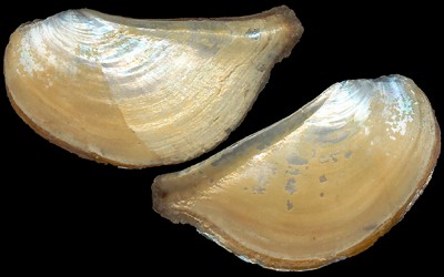 Mytilus galloprovincialis: Reproductive Cycle of Fields Mussels Close to a Lagoon (North Atlantic, Moulay Bousselham, Morocco)