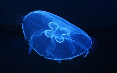 Association between Juvenile Carangid Fish with the Jellyfish Aurelia Sp. and a Floating Plastic Bag