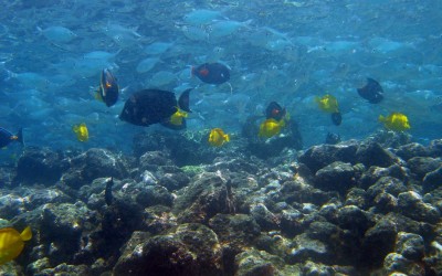 First Record of the Reef Fish, Lessonâ€™s Thick Lip Plectorhinchus lessonii (Cuvier 1830) (Family: Haemulidae) from Andaman and Nicobar Islands, India