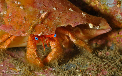 Comparative Study of Persistent Toxic Metal Levels in Land Crab (Cardiosoma armatum) and Lagoon Crab (Callinectes amnicola) in Lagos Lagoon