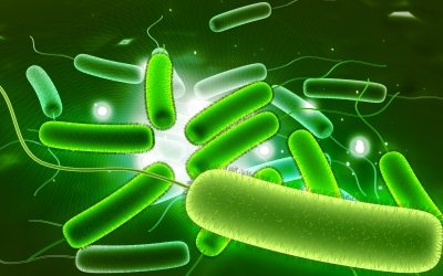 Isolation and Identification of an Exopolysaccharides-Producing Shewanella frigidimarina Strain W32-2 from Antarctic Sediments