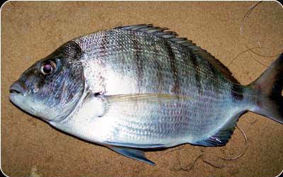 Population Biology and Diet of the Pompano Trachinotus carolinus (Perciformes: Carangidae) in Caraguatatuba Bay, Southeastern Brazil