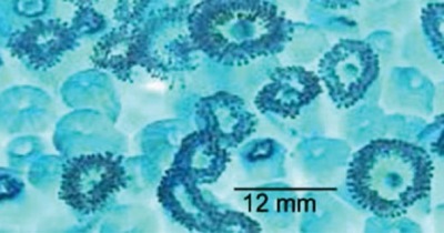 Comparative Studies on the Biological Glue of Some Opportunistic Adult Marine Macro-Fouling After Dislodgement and Construction of Temporary Faunal Conglomerations