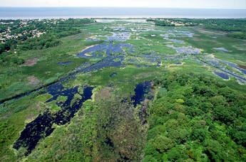 Short-Term Variation in the Abundance of Vibrio vulnificus and Vibrio parahaemolyticus in a Tidal Estuary