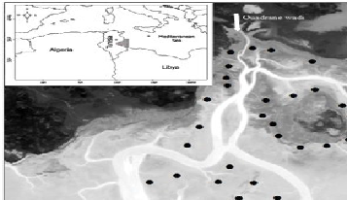 Main Ecological Features of Benthic Macrofauna in Mediterranean and Atlantic Intertidal Eelgrass Beds: A Comparative Study