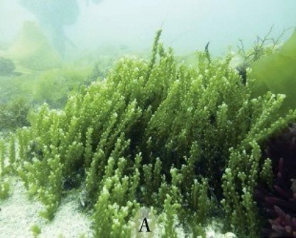 Presence of Caulerpa cylindracea (Chlorophyta) in the North of Strait of Gibraltar: Effectiveness of Citizen-Scientist in Detecting Invasion and Record in Atlantic European Coast