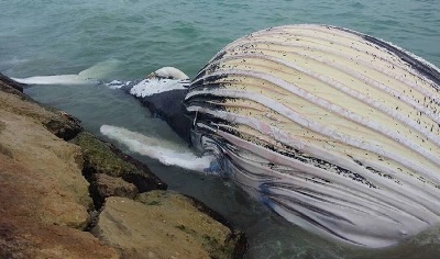 The Persian Gulf is Part of the Habitual Range of the Arabian Sea Humpback Whale Population