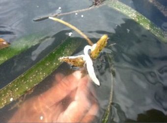 Resilient Seagrass in the Realm of Climate Change