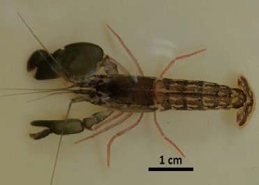 Eight New Records of Caridean (Crustacea: Decapoda) Shrimps From Shallow Water along the Coastal Area of Gujarat