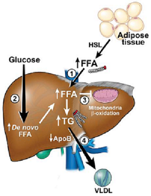 Non-alcoholic Fatty Liver Disease and Hepatic Lipotoxicity