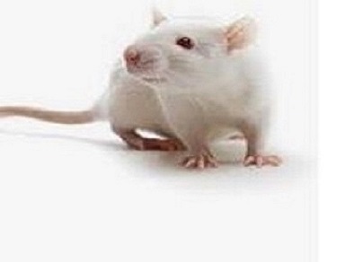 Body Weight and Serum IgE Levels in Wistar Albino Rats Exposed to Chili Pepper (Capsicum annuum L.)